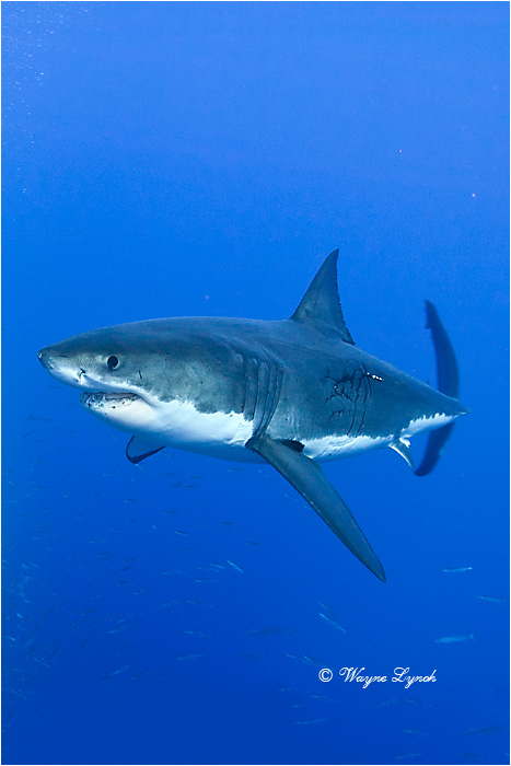 Great White Shark 120 by Dr. Wayne Lynch &copy;